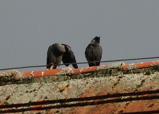 Vögel auf dem Dach 3